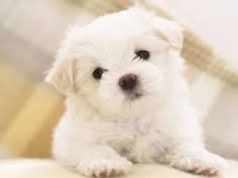 CACHORRO